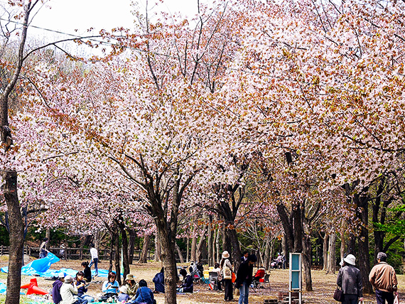 円山公園でのお花見
