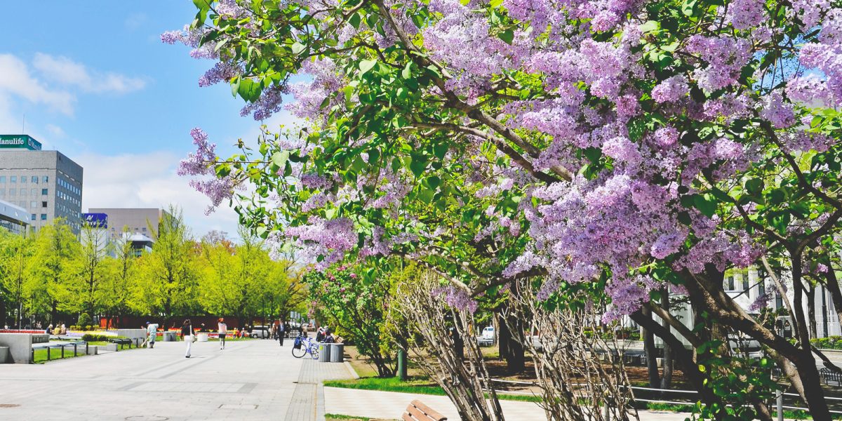 Sapporo Lilac Festival