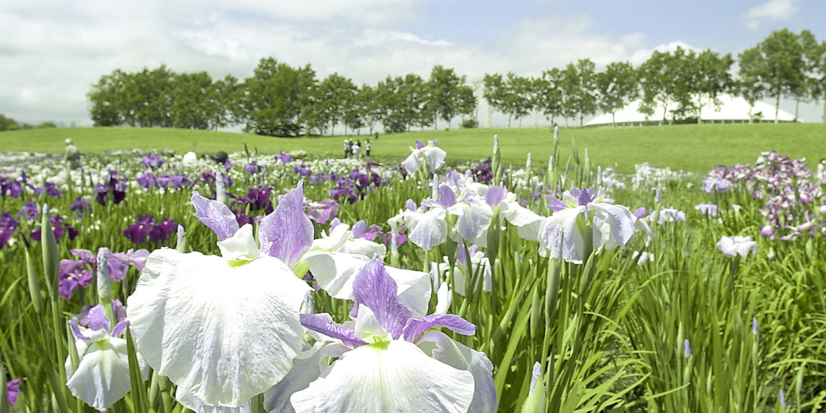 Taman Bunga Iris Hakko Gakuen