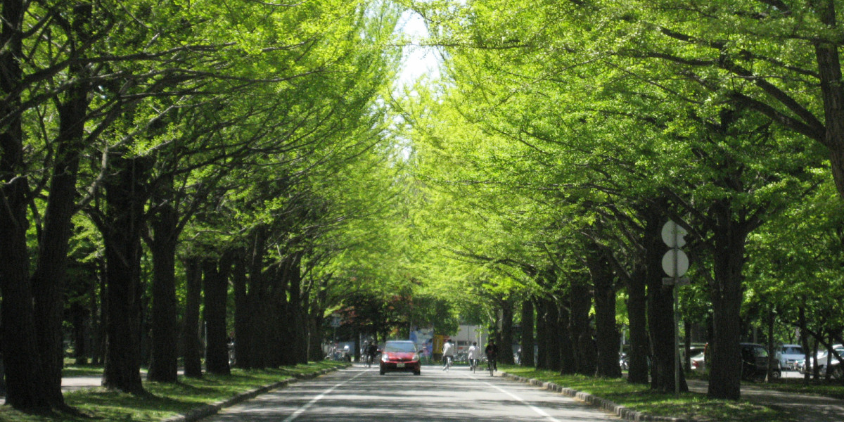 Berjalan-jalan mengitari kampus Universitas Hokkaido