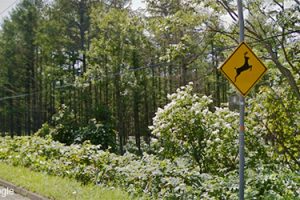 Useful Information for Foreign Tourists in Sapporo: Road signs unique to Hokkaido and its myriad wildlife