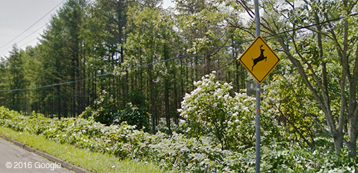 Useful Information for Foreign Tourists in Sapporo: Road signs unique to Hokkaido and its myriad wildlife