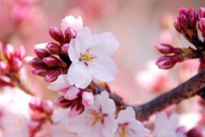 札幌的春季（3月、4月、5月）