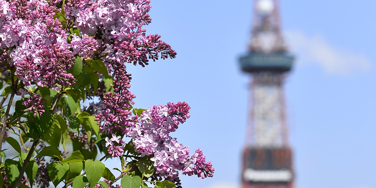 The “musts” of Sapporo sightseeing in the spring