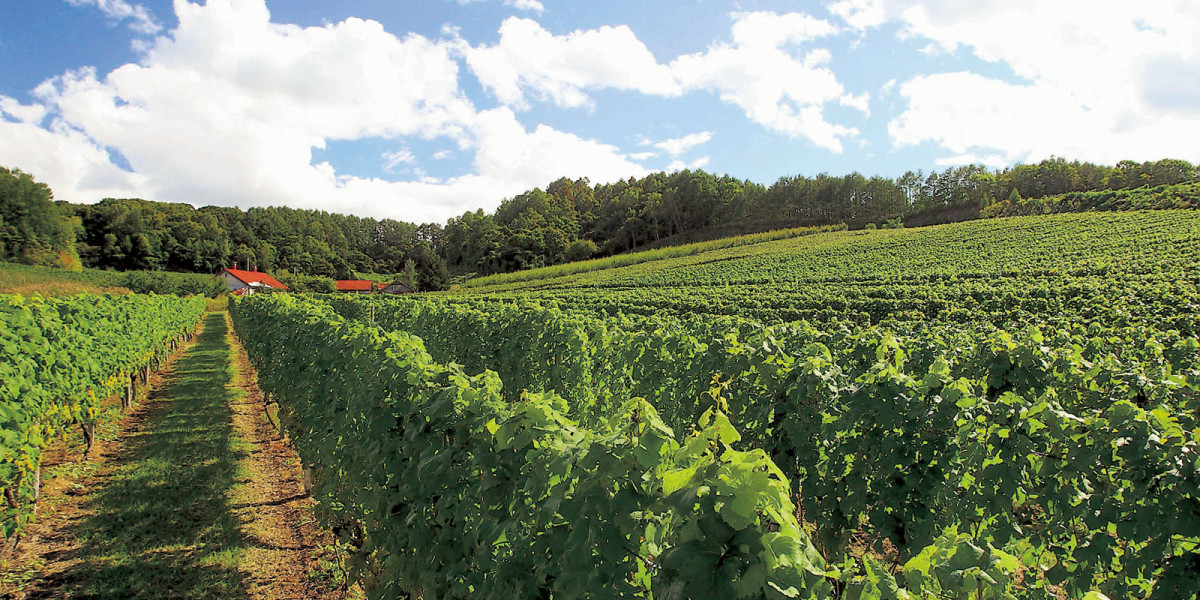 Try the local wines of Hokkaido, a region with many wineries